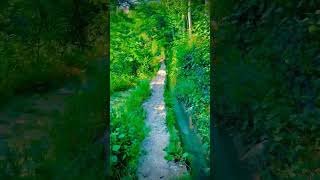 surah Ankabut : beautiful recitation #abdurrahmanmossad