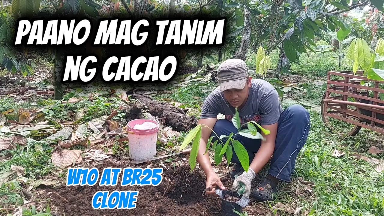 Nag tanim tayo ng cacao W10 at BR25 clone. #fypシ #highlights #cacao #farming #davaocity