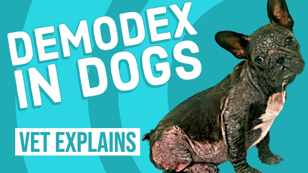 how to treat demodex mites in dogs