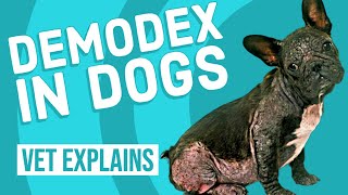 Demodex in Dogs | Demodicosis