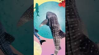 We all know moms are amazing, but whale sharks take it to the next level #SharkFest #Shorts