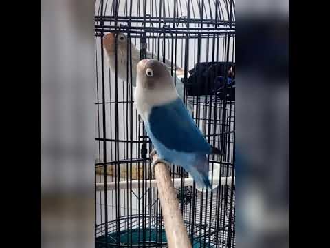 تغريد فيشر Love Bird Saining 