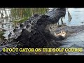 8 foot alligator on the golf course