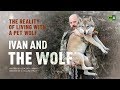 Ivan and the Wolf. The reality of living with a pet wolf