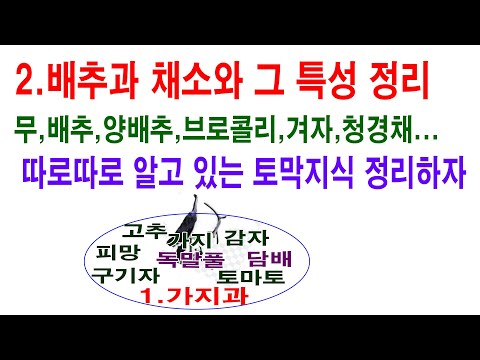 2.배추과 채소 특성 정리. 무, 배추, 양배추,브로콜리, 겨자, 청경채... 그 재배법 따로따로 알지말고 공통적인 특성을 알면 다른 작물 재배 쉽다. 십자와과 작물 특성 정리)