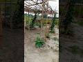 Vegetable garden #nature