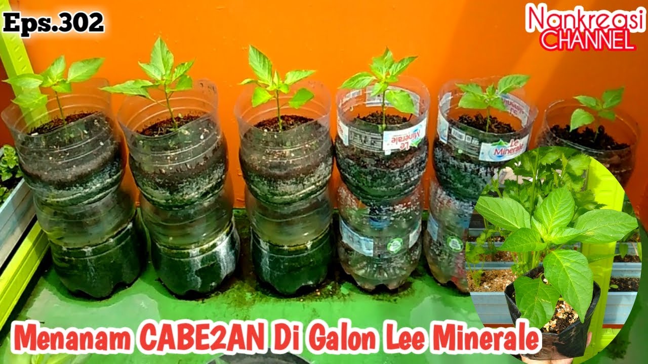 Menanam CABE-CABEAN Di Galon Lee Minerale || Kebun Atap Eps.302 