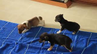 Rat Terrier Puppies For Sale