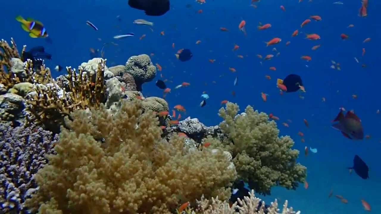 Дайвинг в Эйлате