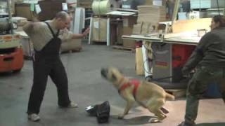 DICHOTOMY NEBRIUS-BATU 9mo Boerboel Bitework