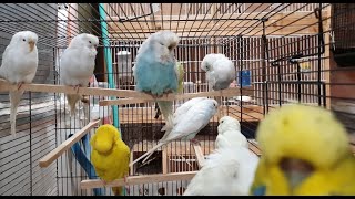 Over An Hour of New Budgies First Day by Budgie and Aviary Birds 186,733 views 4 years ago 1 hour, 2 minutes