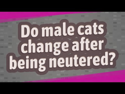 Video: Veranderen katten na castratie?