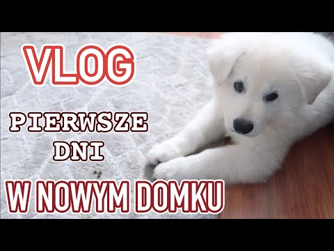 Wideo: Nowy Pies: Dzień Pierwszy