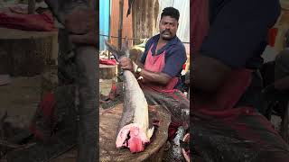 Kasimedu COBIA FISHCUTTING🦈🔥 #kasimedu #fishcutting #skills #seafood #fishing #vadachennaimeenavan