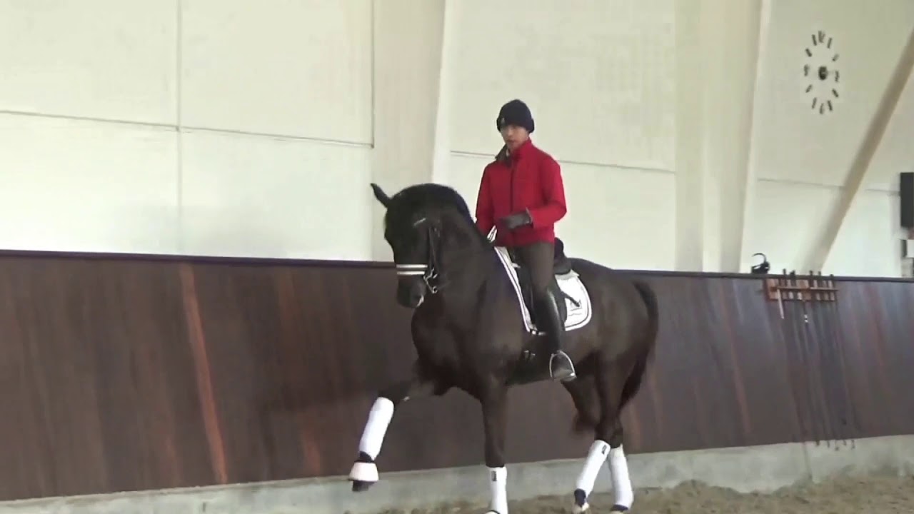김치수 마장마술 덴마크 승마장 속보영상