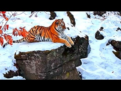 Siberian Tiger: The World's Most Dangerous Predator