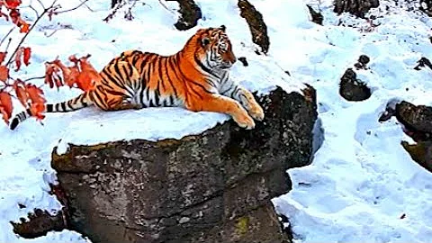 Siberian Tiger: The World's Most Dangerous Predator - DayDayNews