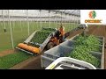 Harvesting of corn salad - Raccolta valeriana - ORTOMEC 8700 + TRAILER