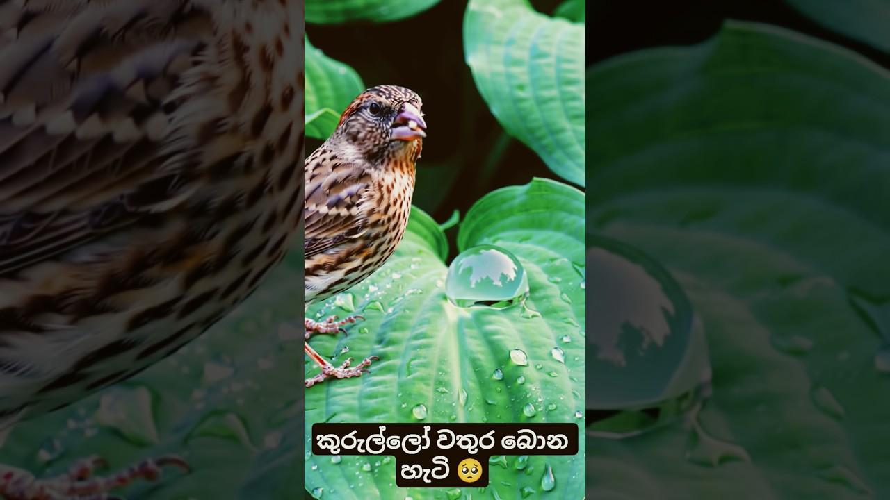 pipena malakata කුරුල්ලෙක්වෙලා ඉපදුනොත් මොහම තමයි ඉන්න වෙන්නේ 🥺 
