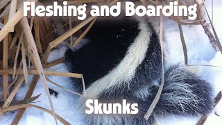 Fur Shed - How To Fleshing & Boarding Skunks