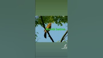 Thumbnail of Wambi betina buat pancingan jantan