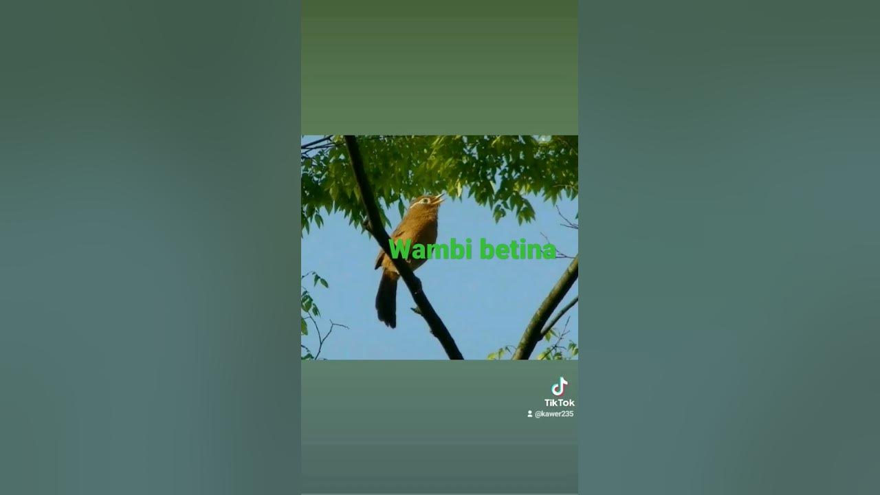 Wambi betina buat pancingan jantan