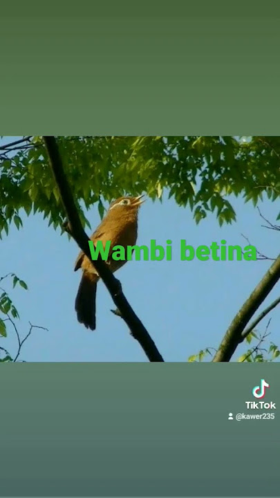 Wambi betina buat pancingan jantan