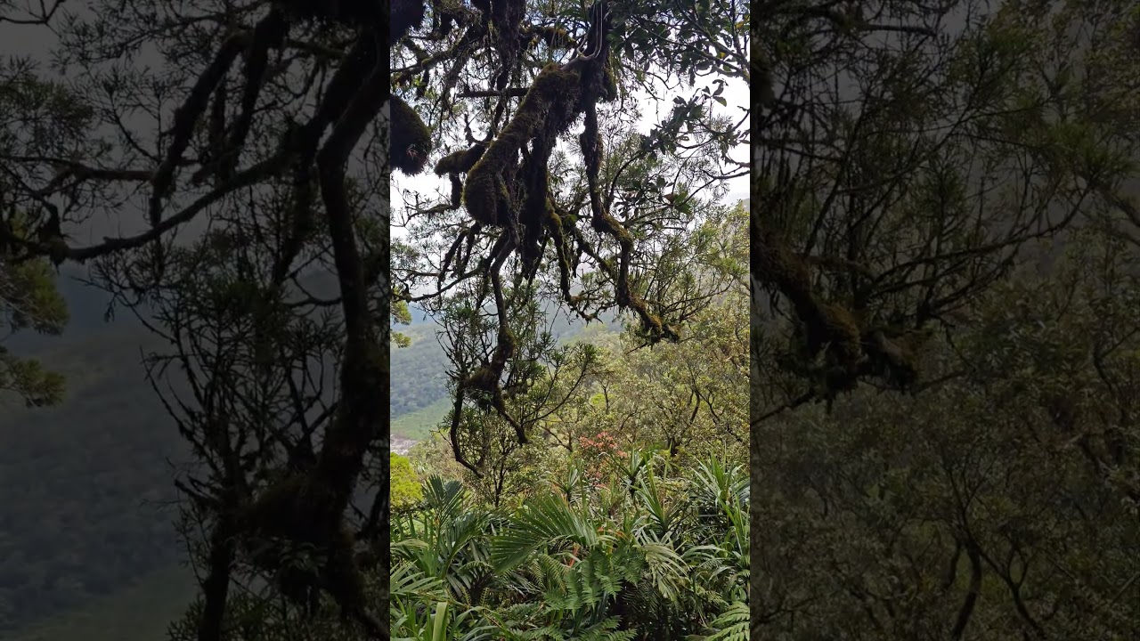 Hike to Mt. Talinis | View of the Sulfur vent from the top.