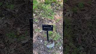 Lake Arrowhead:Hiking in the Heaps Peak Arboretum #travel#forest#trail#History#Nature#Peace