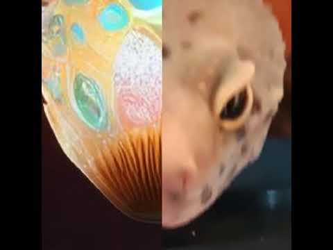 You guys want to see wiggles again?? - YouTube