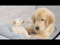 Golden retriever puppy takes over brothers bed and refuses to leave