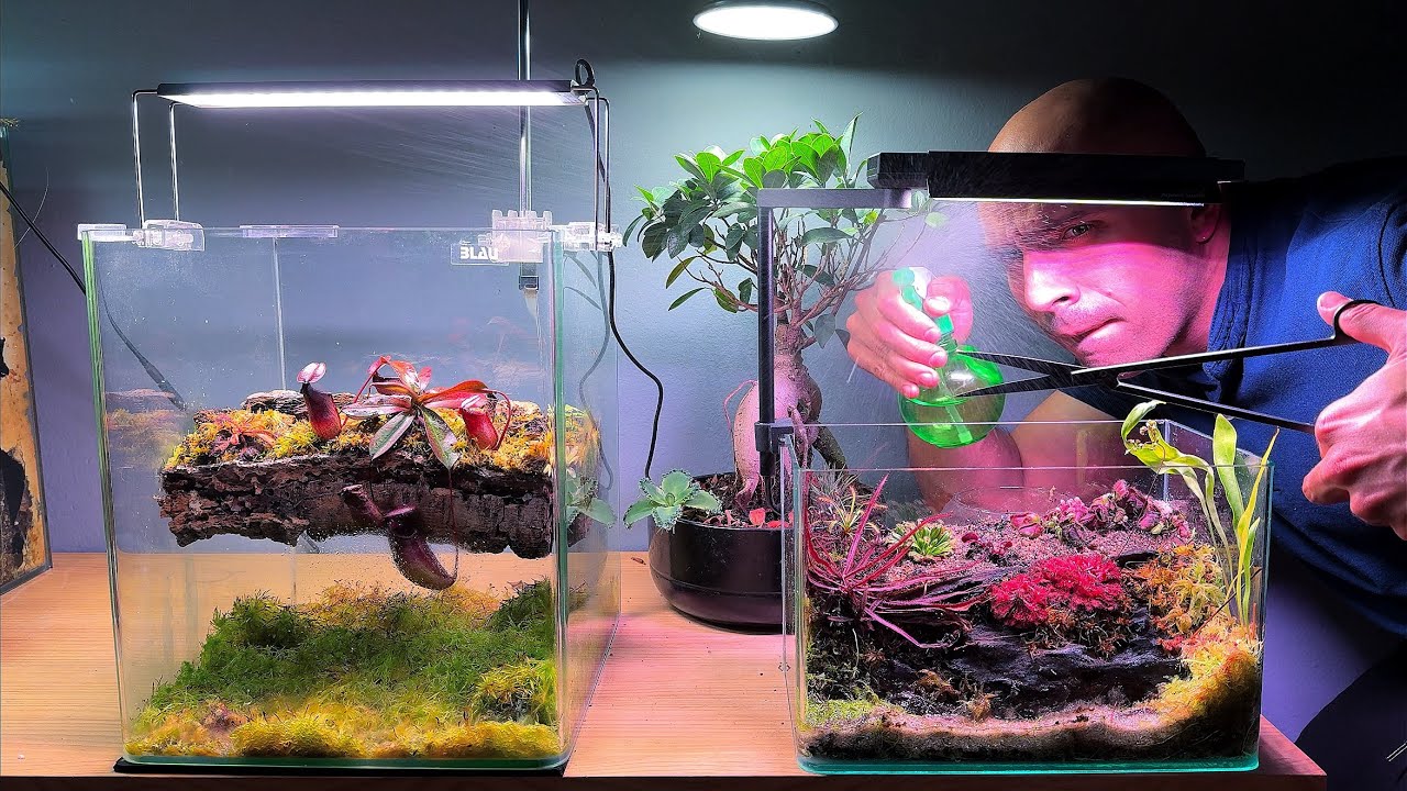 ¡Terrarios Salvajes! Mantenimiento de Otoño y Recolección de Semillas de Plantas Carnívoras 🌱