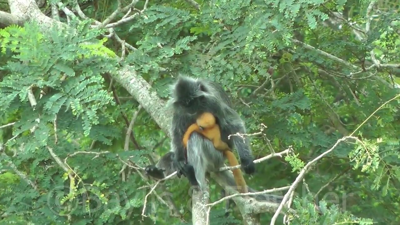 Silvered Leaf monkey (T. cristatus), Malaysia. 20160921_095800.m2ts