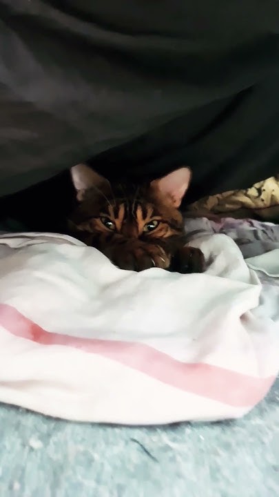 Хитрый кот #cat - YouTube