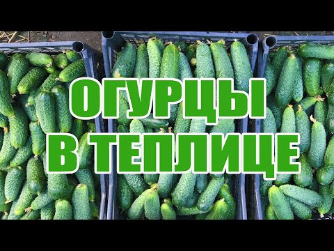 Огурцы в теплице ОБЗОР . Выращивание  огурцов . Огурец Амур  F 1