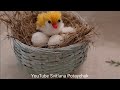 Easy Pom Pom Chicken Eggs Making Idea with Fork - DIY Woolen Craft - How to Make Chicken Eggs