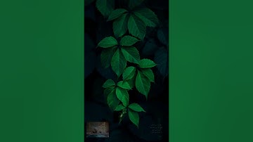 سورة القلم ( القارئ وديع اليمنى ) -(Wadee Al Yemeni) Al-Qalam Surah