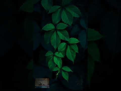 سورة القلم القارئ وديع اليمنى Wadee Al Yemeni Al Qalam Surah