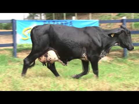 LOTE 43   FAZENDA SANTA TEREZINHA