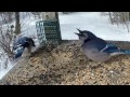 Bird Table Clips (No Narration) Bird Table Clips (No Narration)