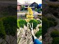 Стрижка нівакі. #garden #gardening #landscape #gardendesign #lawn #niwaki