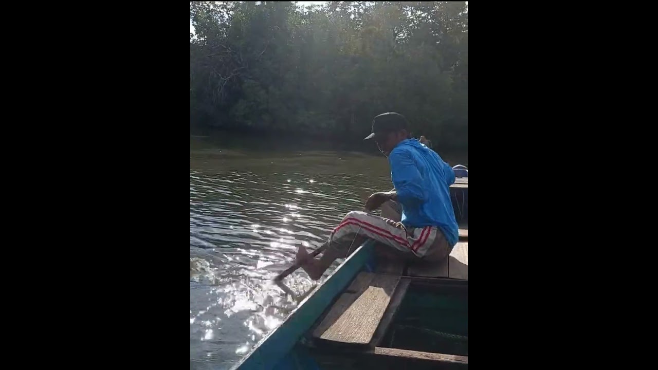 lempar tarik bumblebee