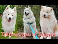 Different types of Samoyed colors || Types Of Samoyed Dog の動画、YouTube動画。