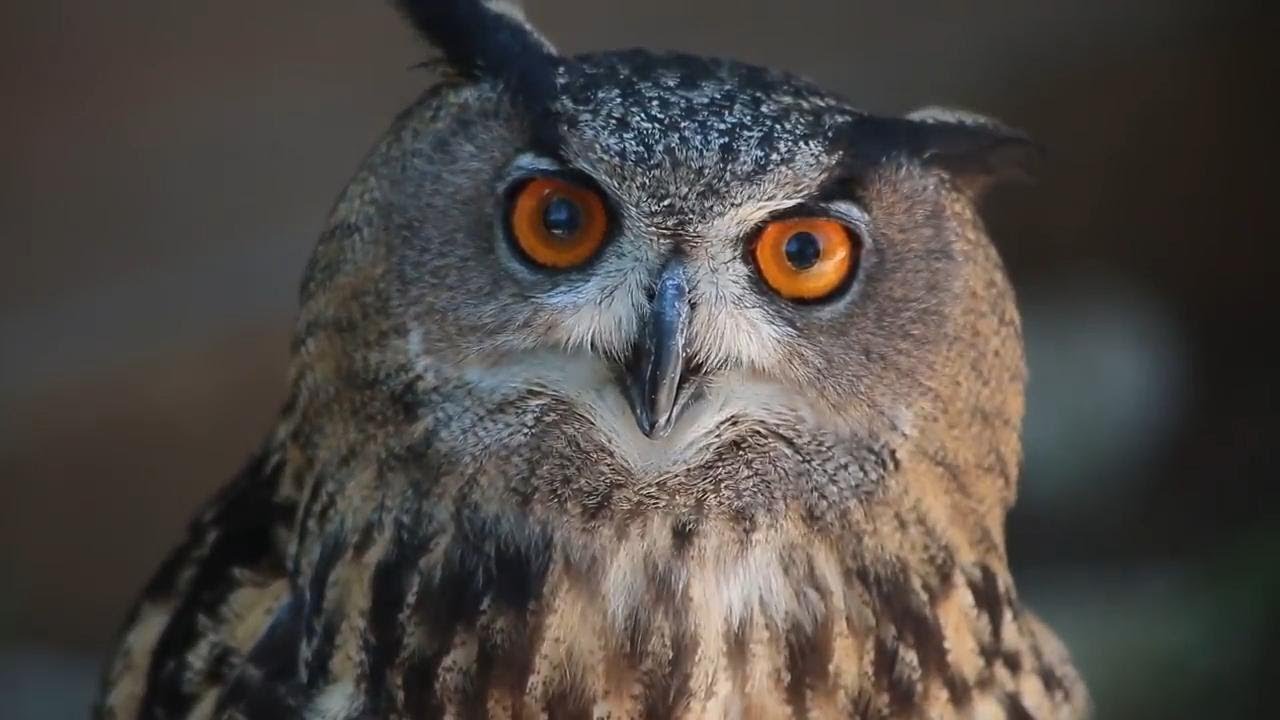 A beach alternative - tourists flock to Croatia's sanctuary for birds of prey