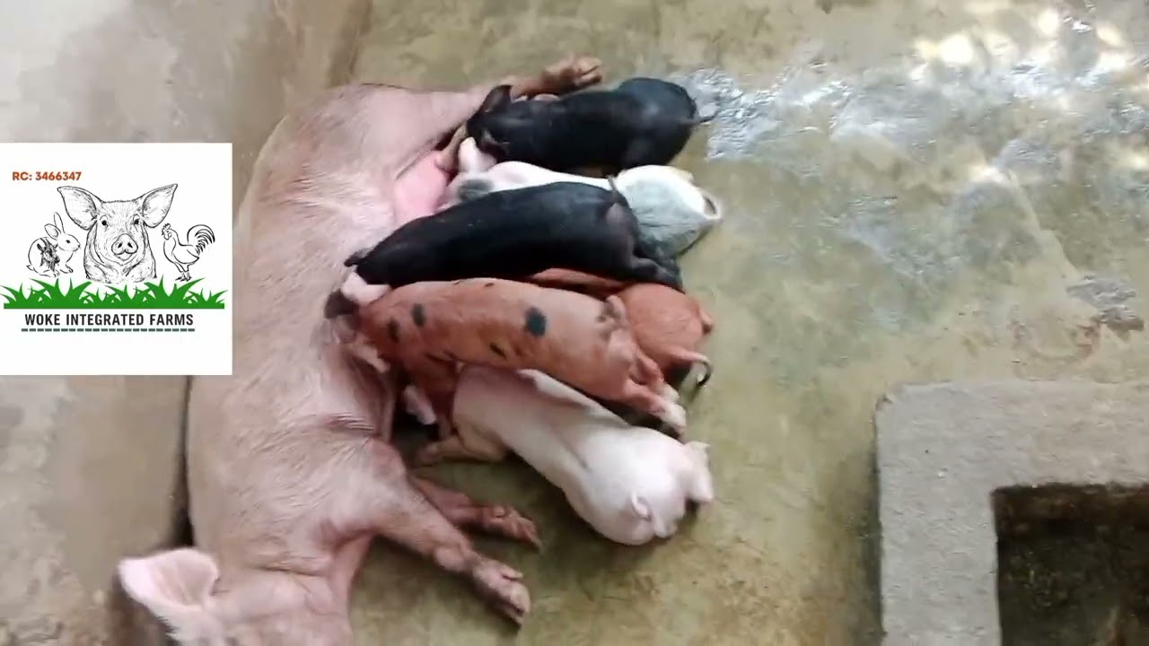 Before the Milk, There’s a Struggle – Piglets Fighting for Survival