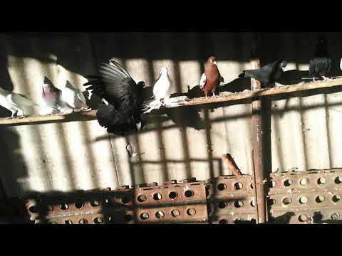 მტრედები საქართველოში003