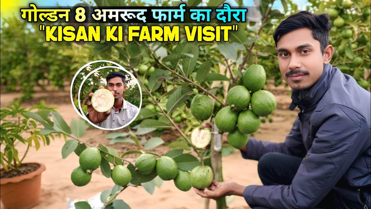 गोल्डन 8 अमरूद की खेती | लाभदायक खेती | सर्वश्रेष्ठ व्यावसायिक अमरूद, वैरिटी गोल्डन एट अमरूद 