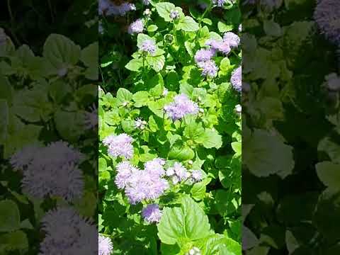 Video: Ageratum բույսերի խնդիրներ