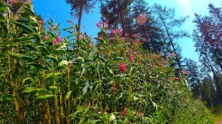 5 Min. Relax | Forest Flowers dancing with the wind | 4K | No Music