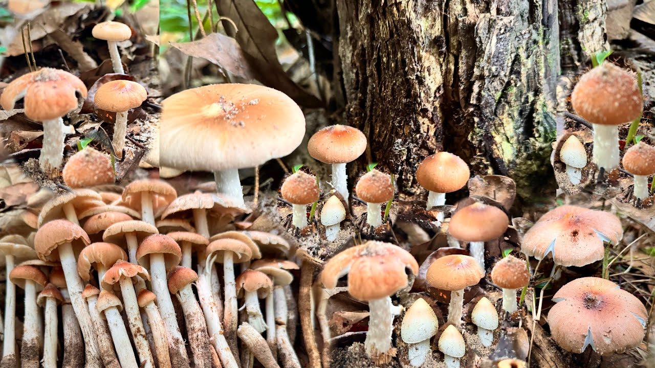 เข้าป่าใกล้บ้านเลาะหาเบิ่งเห็ดปลวกเห็ดรวม ป้าดอ้ายกรเจอเห็ดปลวกแดง!! 14/8/2567